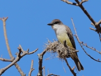 A10A1103Thick-Billed_Kingbird