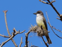 A10A1107Thick-billed_Kingbird