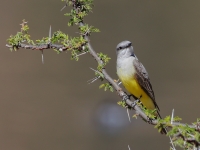 A10A1117Tropical_Kingbird