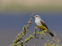 A10A1119Tropical_Kingbird