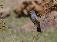 A10A1122Cassins_Kingbird