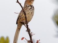 A10A1833Ocellated_Thrasher