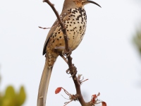 A10A1838Ocellated_Thrasher