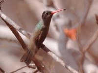 A10A1948Dusky_Hummingbird