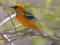 A10A1975Altamira_Oriole
