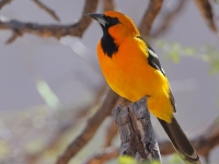 A10A1987Altamira_Oriole