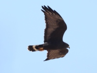 A10A2015Zone-tailed_Hawk