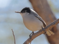 A10A2020White-lored_Gnatcatcher