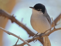 A10A2038White-lored_Gnatcatcher