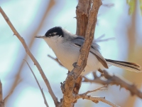 A10A2041White-lored_Gnatcatcher