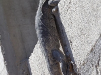 A10A2052Oaxaca_Lizard_Unknown