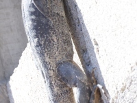 A10A2054Oaxaca_Lizard_Unknown