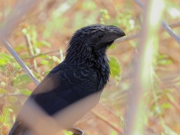 A10A2099Groove-billed_Ani
