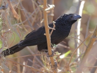 A10A2105Groove-billed_Ani