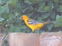 A10A2112Altamira_Oriole