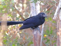 A10A2118Groove-billed_Ani