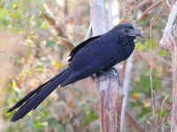 A10A2120Groove-billed_Ani