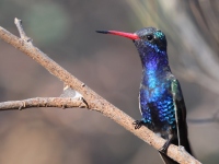 A10A2135Turquoise-crowned_Hummingbird