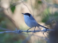 A10A2180White-lored_Gnatcatcher