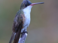 A10A2369Green-fronted_Hummingbird