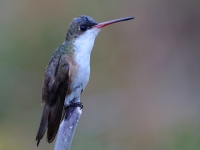 A10A2378Green-fronted_Hummingbird