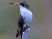 A10A2382Green-fronted_Hummingbird
