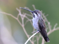 A10A2407Plain-capped_Starthroat