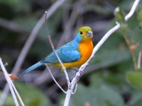 A10A2512Orange-breasted_Bunting
