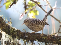A10A2684Gray-barred_Wren