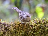 A10A2715Gray-barred_Wren