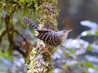 A10A2730Gray-barred_Wren