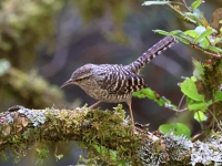 A10A2798Gray-barred_Wren