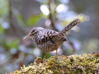 A10A2817Gray-barred_Wren