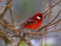 A10A2889Red_Warbler