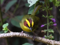 A10A2952Golden-browed_Warbler