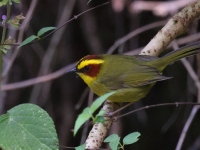 A10A2962Golden-browed_Warbler