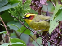 A10A2989Golden-browed_Warbler