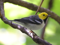 A10A3081Hermit_Warbler