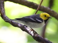 A10A3084Hermit_Warbler