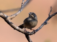 A10A3142Oaxaca_Sparrow