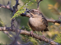 A10A3222Oaxaca_Sparrow