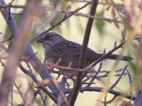 A10A3230Oaxaca_Sparrow