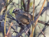 A10A3253Oaxaca_Sparrow