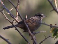 A10A3262Oaxaca_Sparrow