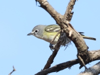 A10A3493Cassins_Vireo