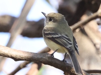 A10A3526_Hammonds_Flycatcher