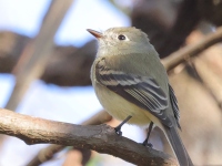 A10A3530Hammond's_Flycatcher