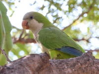 A10A8578Monk_Parakeet