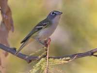A10A8589Blue-headed_Vireo