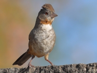 A10A8616White-Throated_Towhee